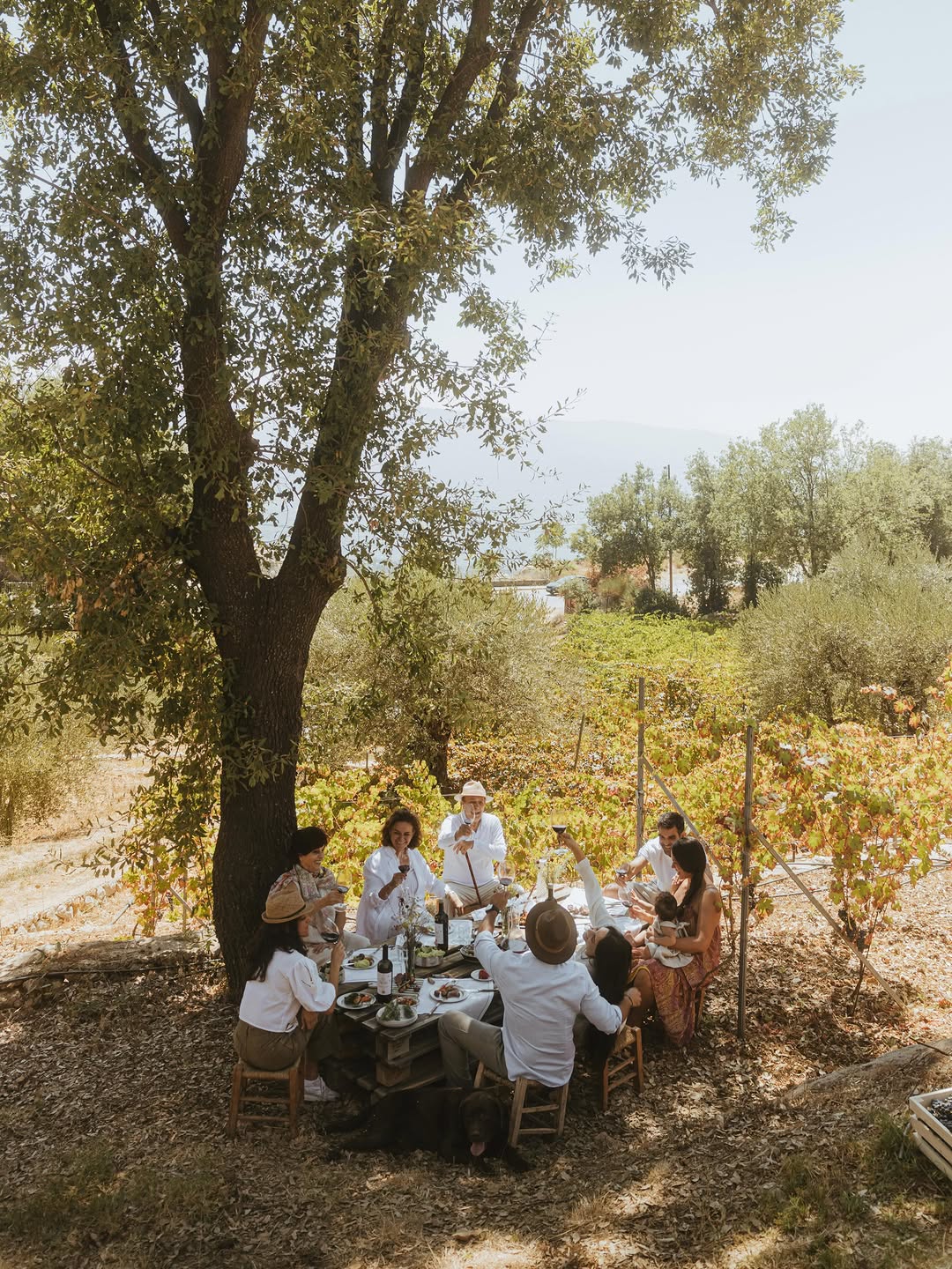 Family lunch under the tree in the autumn vineyard