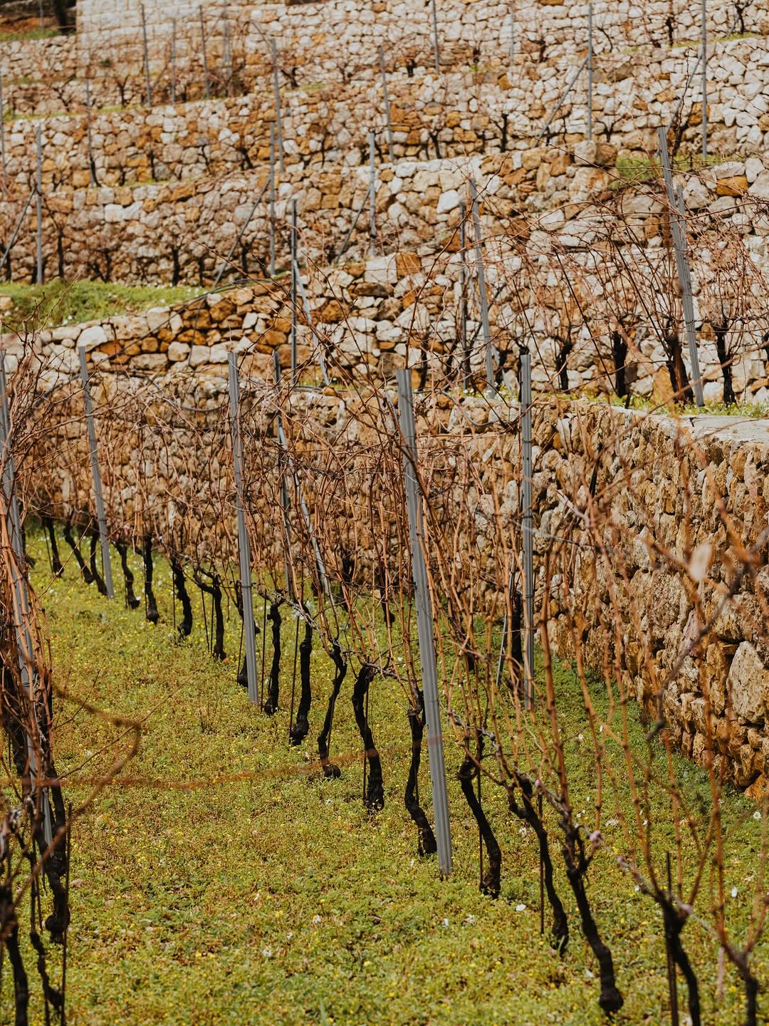 Dormant winter vines